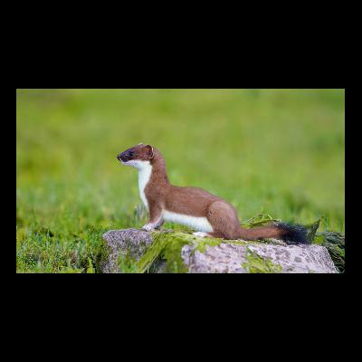 The smallest mammal in Ireland and it's predator