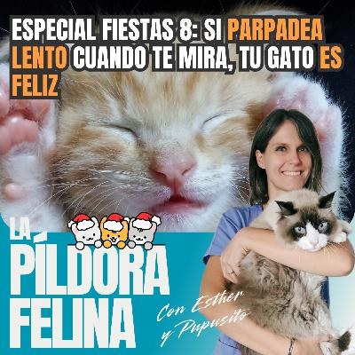 586. Especial fiestas 8: Si PARPADEA LENTO cuando te mira, tu gato ES FELIZ 586. Especial fiestas 8: Si PARPADEA LENTO cuando te mira, tu gato ES FELIZ