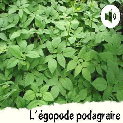 L'égopode podagraire L'égopode podagraire