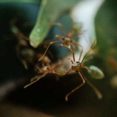 MTalks—Antopia: The Architecture of Ants MTalks—Antopia: The Architecture of Ants