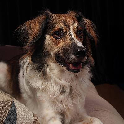 Just Wondering: Does your dog know what you're saying? Just Wondering: Does your dog know what you're saying?