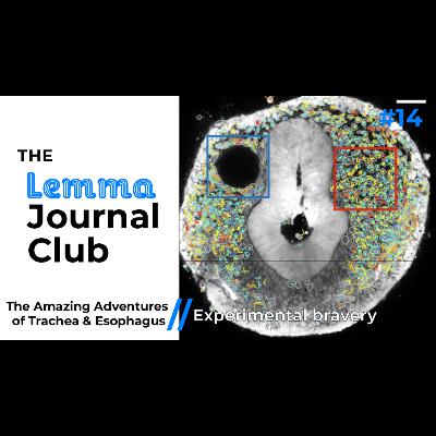 The Amazing Adventures of Trachea & Esophagus // Experimental bravery [14]