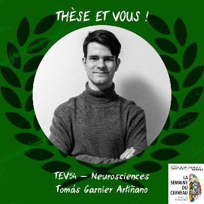 TEV54 - [Neurosciences : Attention & Perception] - Tomás Garnier Artiñano