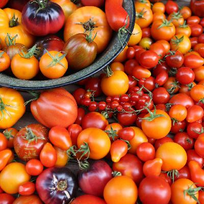 Tomaten mit Popcorn-Aroma Tomaten mit Popcorn-Aroma
