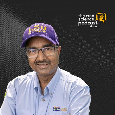 Dr. Prasanta Subudhi: Sustainability of Rice Farming | Ep. 106 Dr. Prasanta Subudhi: Sustainability of Rice Farming | Ep. 106