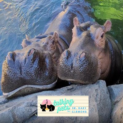 Podcast In The Wild: Cincinnati Zoo's Thane Maynard and Fiona the Hippo