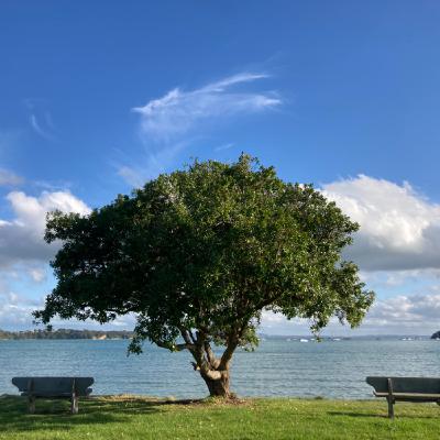 EP32｜回台灣面試🫠紐航、新航搭乘經驗分享