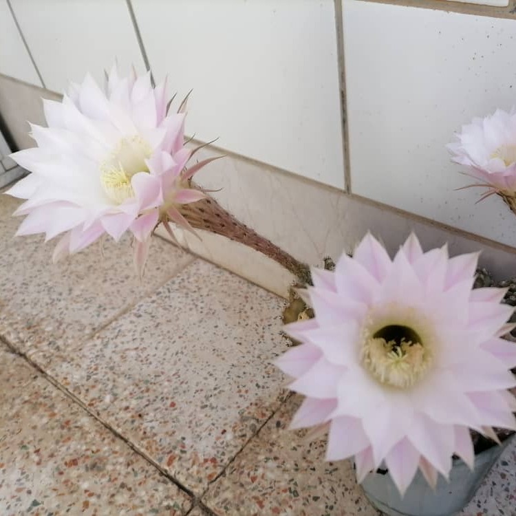ایگوی باد کرده