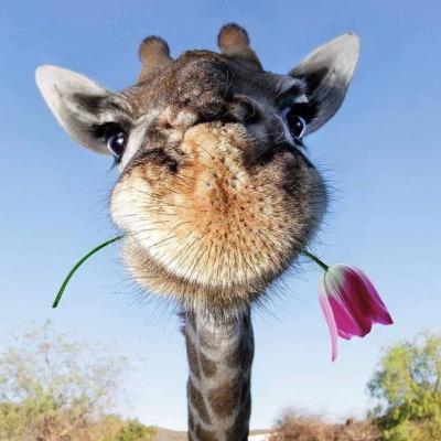 Ep. 8.2 — cinema nacional (parte 2) Ep. 8.2 — cinema nacional (parte 2)