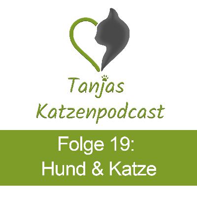 Das Zusammenleben von Katze und Hund