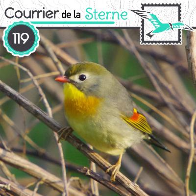 CDLS#119 : Qui s'y frotte, s'y pique ! ( Bondrée apivore)