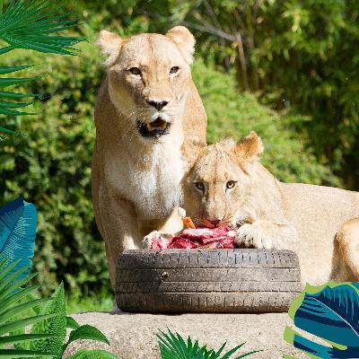 Da brüllt der Löwe - bewegende Momente wie in der Seifenoper