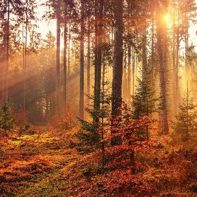 Relaxation du corps et Respiration profonde en Pleine Nature - Méditation guidée Relaxation du corps et Respiration profonde en Pleine Nature - Méditation guidée