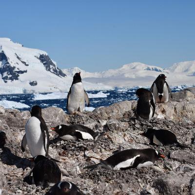 The plight of penguins in Antarctica The plight of penguins in Antarctica