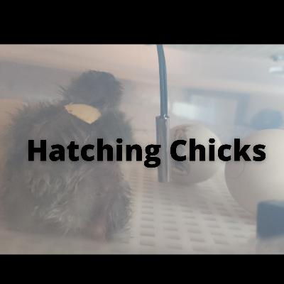 Hatching Chicks