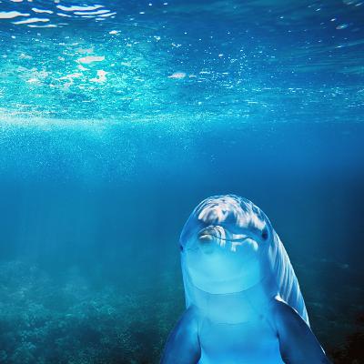 Gordon Gallup | Elephants, Dolphins, Birds, Death, Religion, AI (Part 2/2)