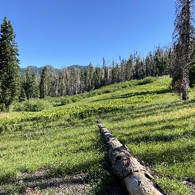 176: Trinity Alps Wilderness- Morning Chorus in Trail Gulch