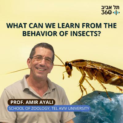 What Can We Learn From the Behavior of Insects?