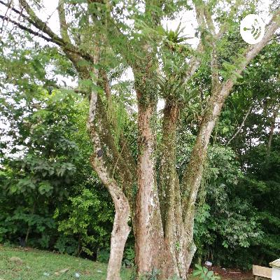 Análisis de la crisis ambiental