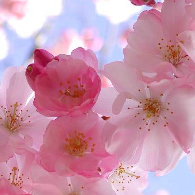 Curso De Naturopatia