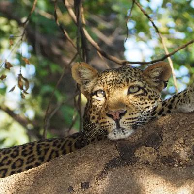 Quiero hacer un Safari en Africa. Kenya y Tanzania Quiero hacer un Safari en Africa. Kenya y Tanzania