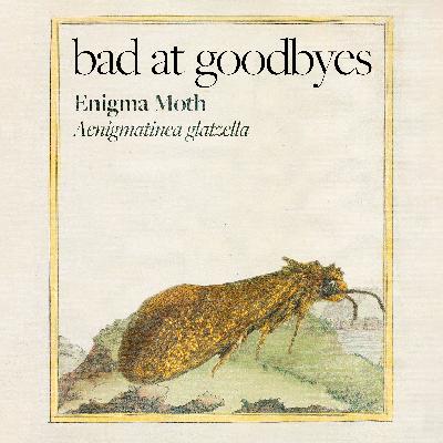 Enigma Moth