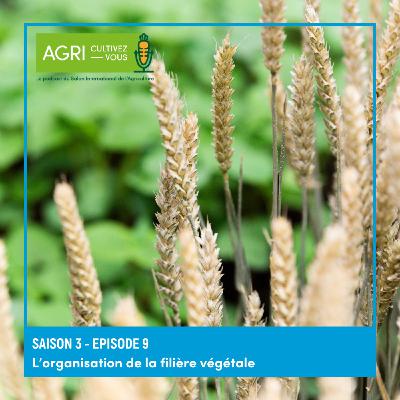L'organisation de la filière végétale