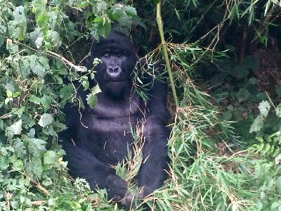 Episode 12: Gorillas up close! A Rawandan Adventure Episode 12: Gorillas up close! A Rawandan Adventure