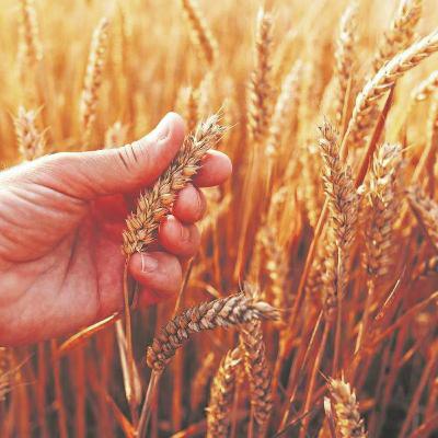 SA se koringboere staar erge probleme in die gesig SA se koringboere staar erge probleme in die gesig