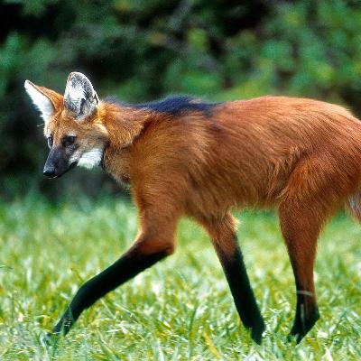 O Lobo Guará e o cajuzinho do cerrado