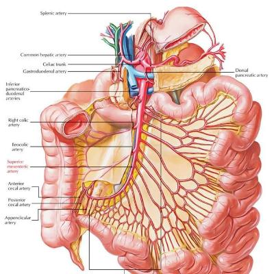 Outcomes of Distal #RectalCancer Patients Who Did Not Qualify for Watch-and-Wait