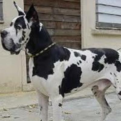 Bond of Friendship, the Great Dane