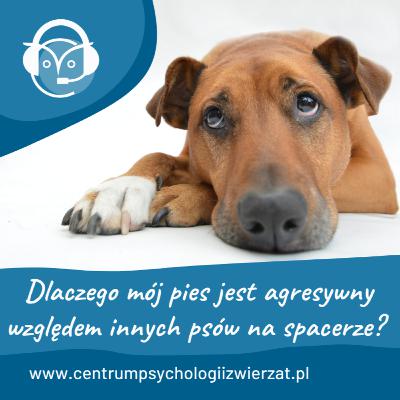 Dlaczego mój pies jest agresywny względem innych psów na spacerze? Dlaczego mój pies jest agresywny względem innych psów na spacerze?
