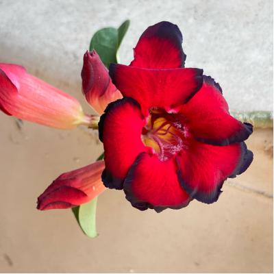 JUEVES DE LA IV SEMANA DE CUARESMA JUEVES DE LA IV SEMANA DE CUARESMA