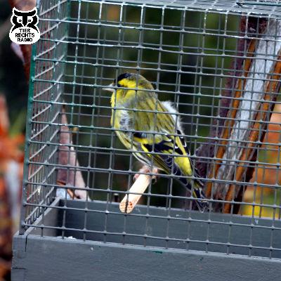 Singvogelfang