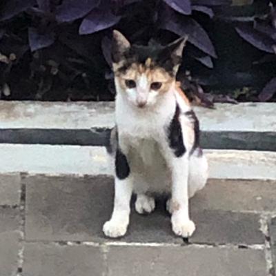 Ep 3: Influencers Ep 3: Influencers