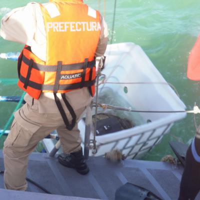 El tortugo Jorge volvió al mar luego de 25 años de cautiverio El tortugo Jorge volvió al mar luego de 25 años de cautiverio