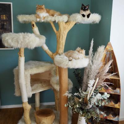 Welche Produkte können wir für die Katzen empfehlen Welche Produkte können wir für die Katzen empfehlen