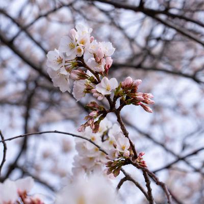 Predicting spring bloom is an art and a science