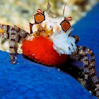 Facts: The Boxer Crab (A Tiny Kleptoparasite)
