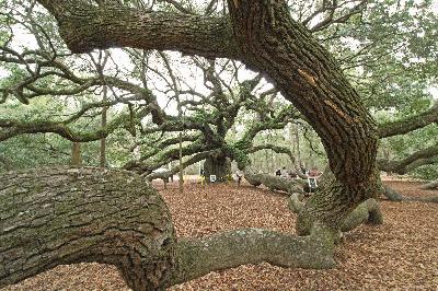 Relax RV Podcast – Episode 37 – More time in and around Charleston SC then south to Savannah Georgia Relax RV Podcast – Episode 37 – More time in and around Charleston SC then south to Savannah Georgia