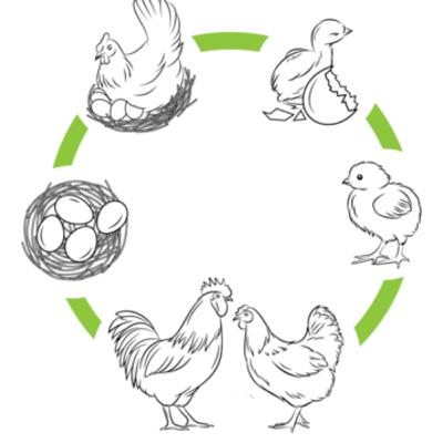 Ciclo de vida de los animales