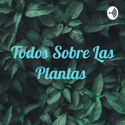 Mi primer pobcast sobre las plantas que no rodean