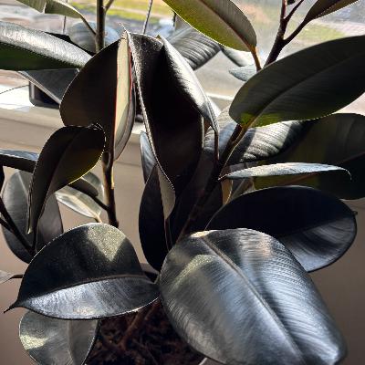 Rubber Plant-Music