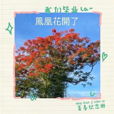 大安社大113-1春季班｜心靈漫步－鳳凰花開了