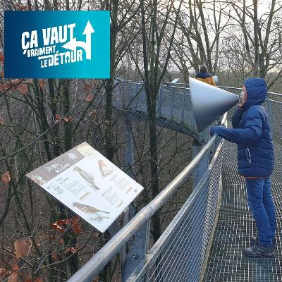 Peruwelz vaut vraiment le Détour (1) : Vent dans les feuilles, confiance au patron et Escale forestière