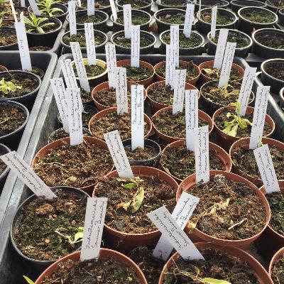 3: Spis blomster, spis blomster ...