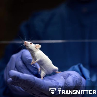 Psychedelics research in rodents has a behavior problem Psychedelics research in rodents has a behavior problem