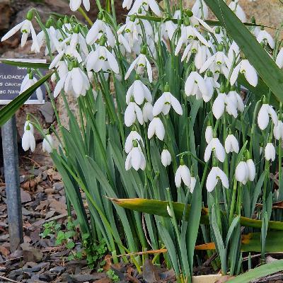 Happy Gardening New Year
