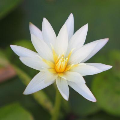 the lily of the lake the lily of the lake